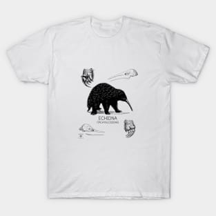 Echidna Study Shirt | Natural History Animal Illustration | Australian Mammal Taxonomy and Species Education T-Shirt